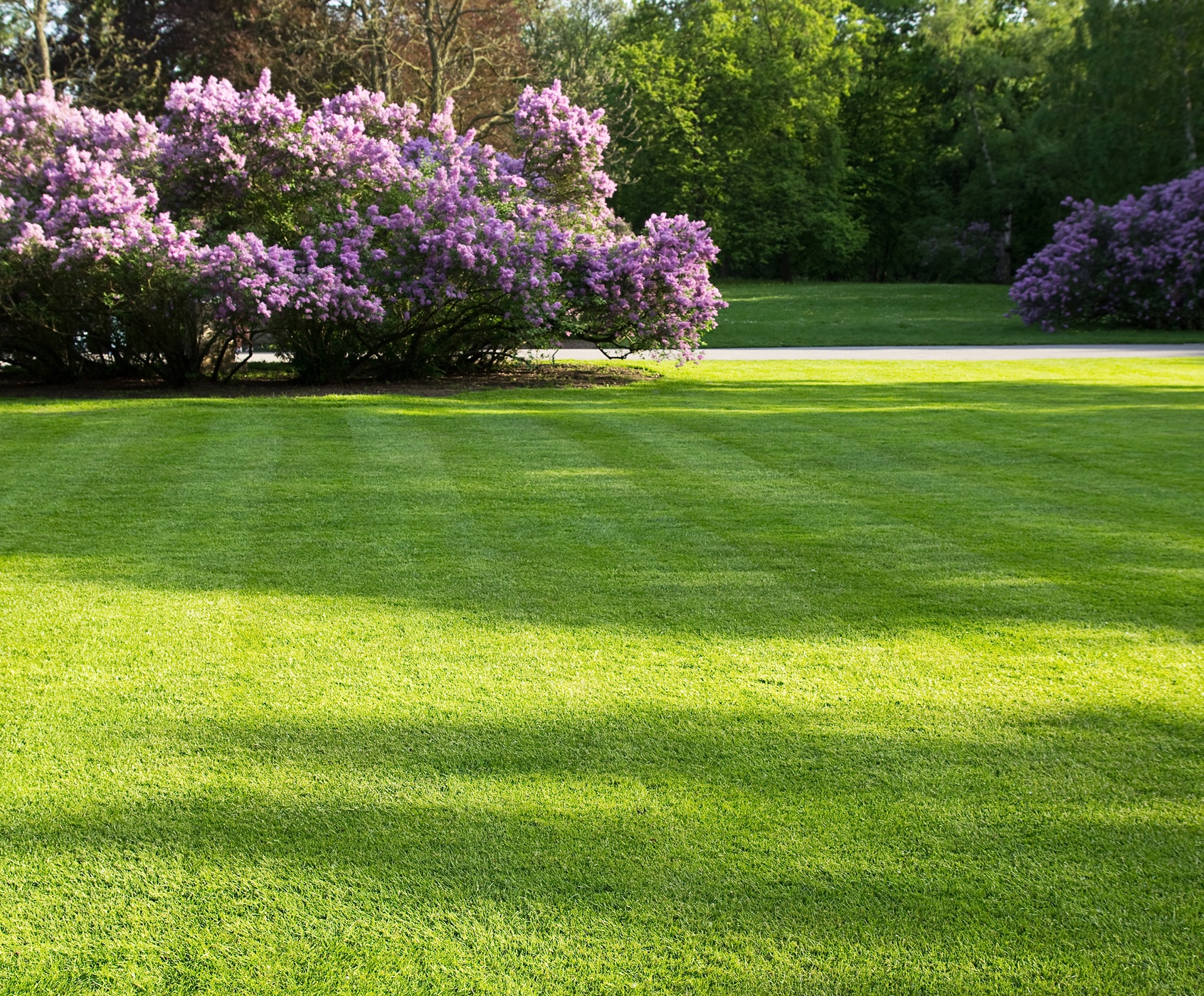 Healthy looking grass.